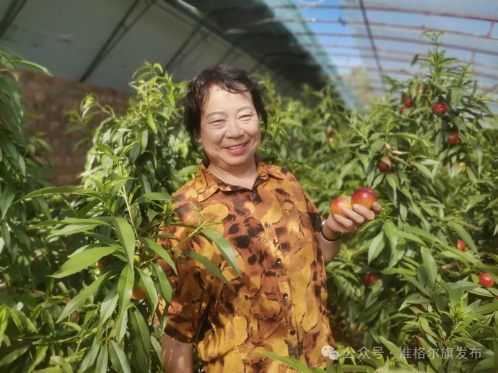 准格尔旗:大棚油桃争"鲜"上市 惹人"桃"醉