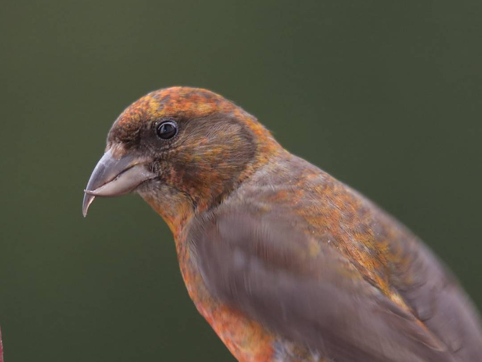 309种野生鸟类等你来拍!瓦屋山观鸟季吸引全世界目光