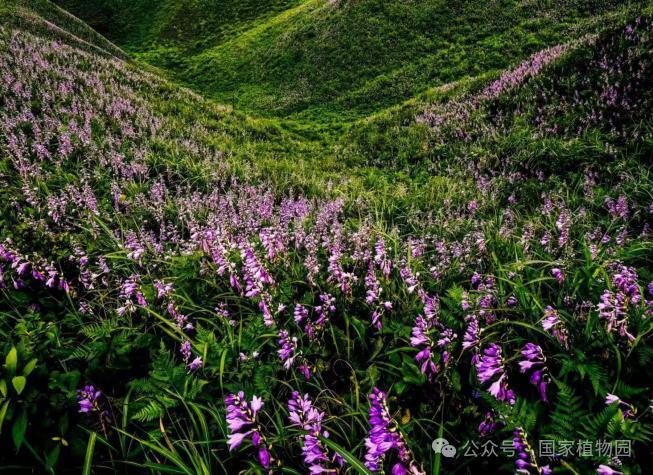 贵州省金沙县发现迄今为止国内面积最大的紫萼野生群落