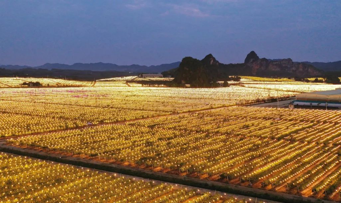 △夜间的火龙果种植园 图源：图虫创意