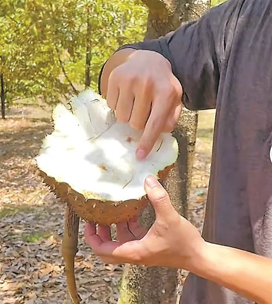 一种植户用榴莲籽养出实生苗，几年后成树结出畸形果