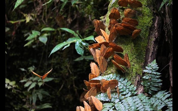 在树干上栖息觅食的箭环蝶。 图源：金平县融媒体中心