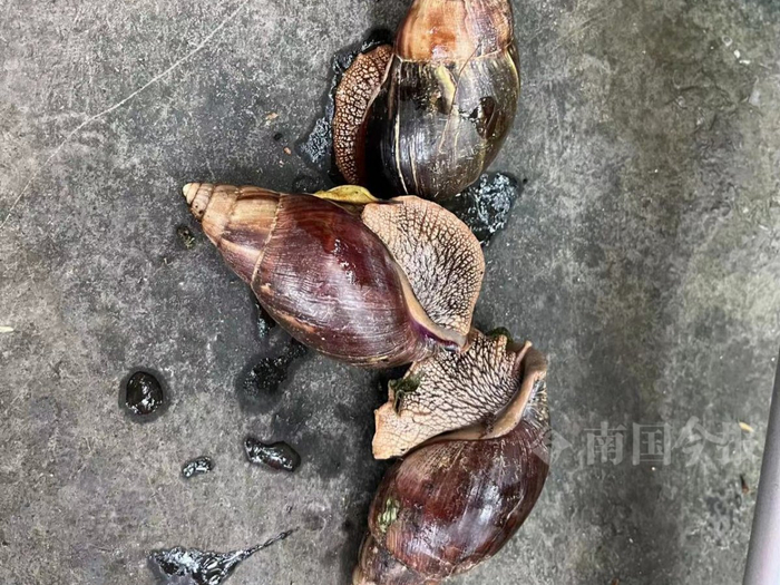 当心,街头现"非洲大蜗牛"!千万别碰,别吃