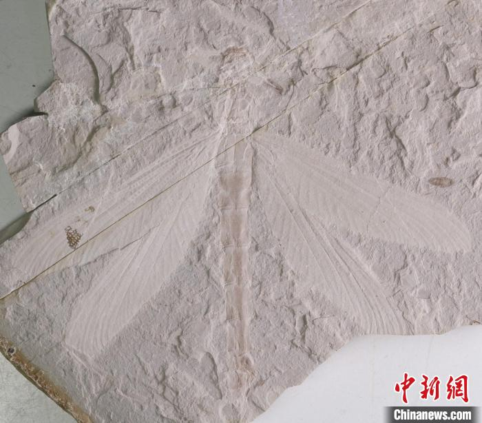 内蒙古发现优美蜓科完整化石 距今1.65亿年