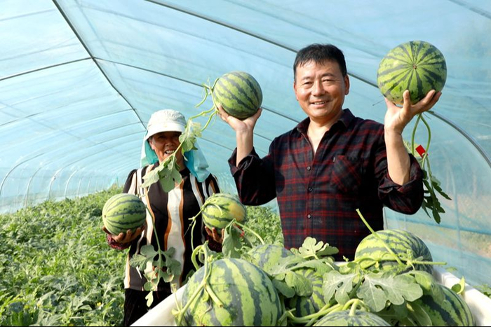 泗阳:西瓜丰收促农民"甜蜜"增收