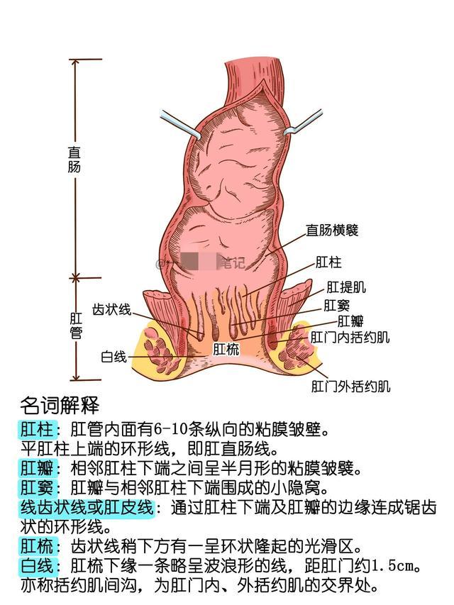 人体消化系统手绘解剖图(仅供参考)