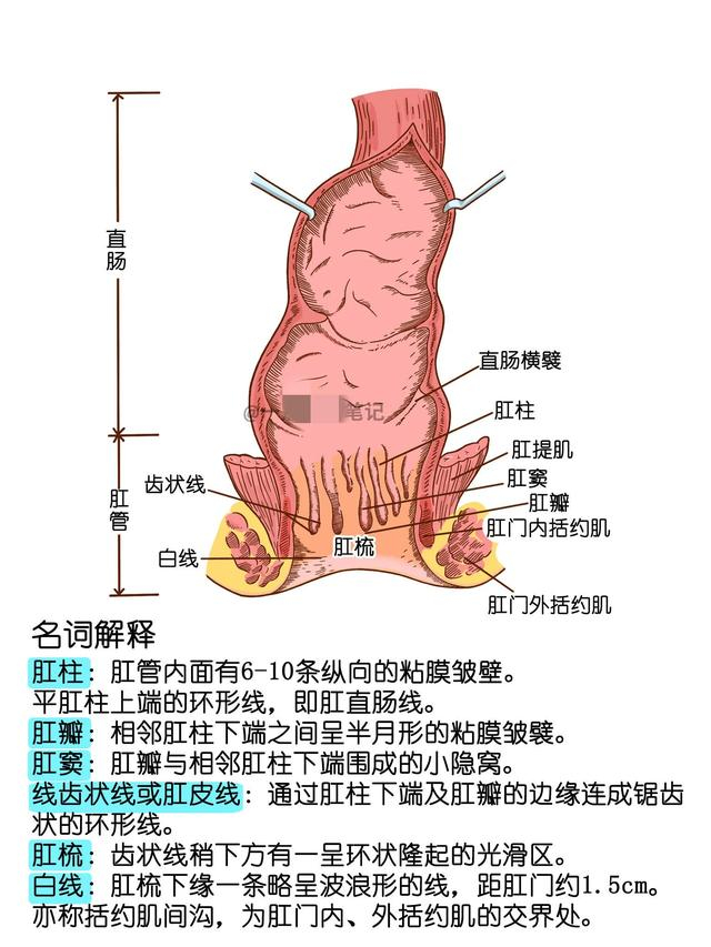 人体消化系统手绘解剖图