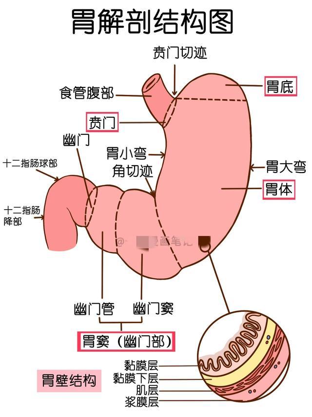 消化系统结构手绘图片