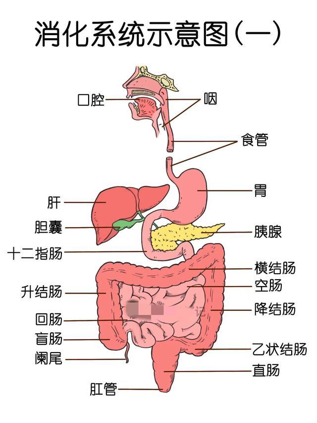 人体消化系统手绘解剖图(仅供参考)