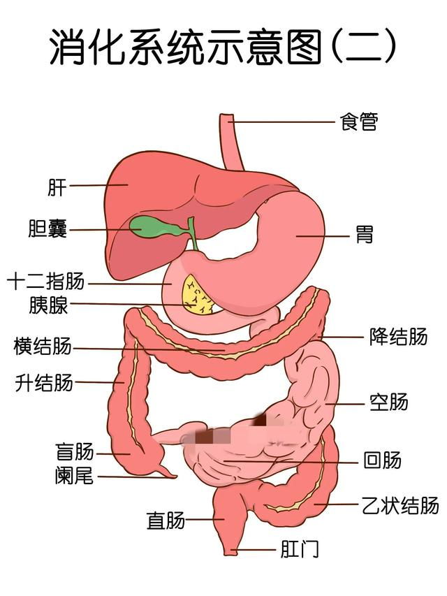 人体消化系统手绘解剖图.(仅供参考)