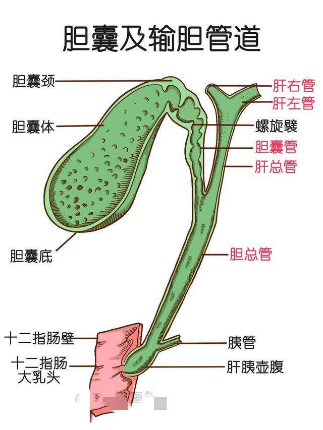 人体消化系统手绘解剖图.(仅供参考)