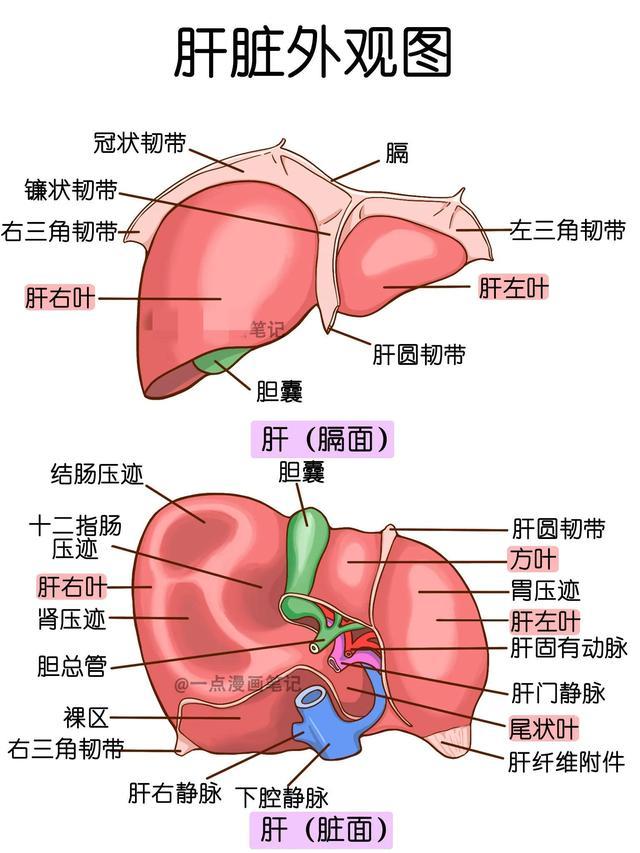 人体消化系统手绘解剖图