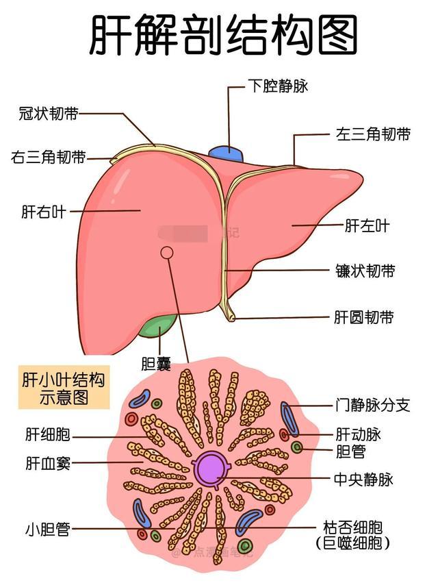 人体消化系统手绘解剖图