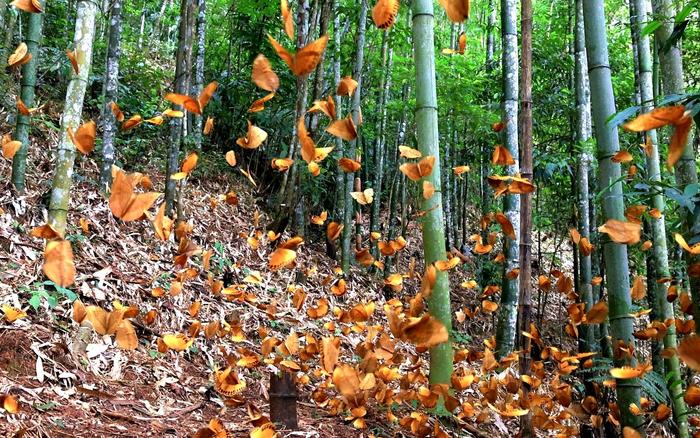 竹林是箭环蝶赖以生存的地方。 图源：金平县融媒体中心