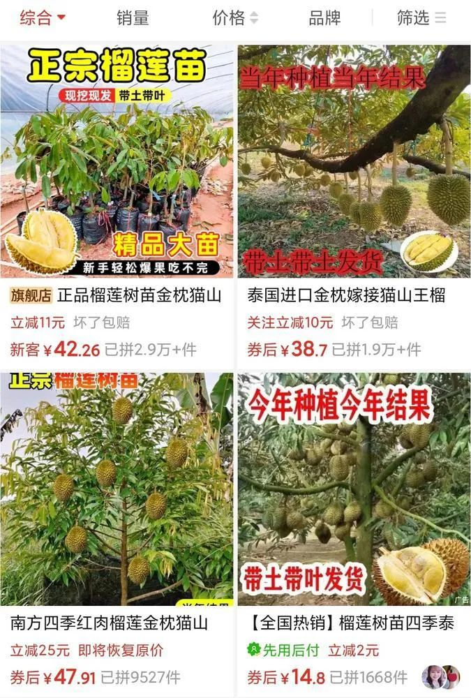 为了卖苗，商家吹嘘当年种当年结果。