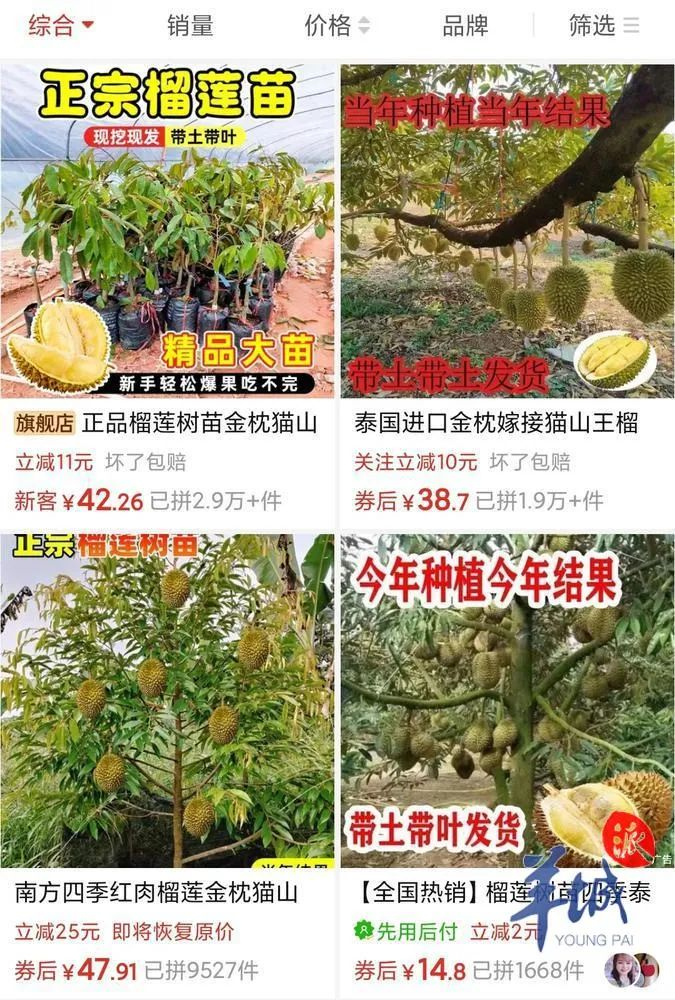 为了卖苗，商家吹嘘当年种当年结果