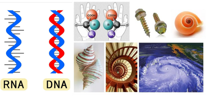 图 3. 手性是自然界的基本属性。DNA 与 RNA 分子均为右手性、蛋白质分子多为左手性。