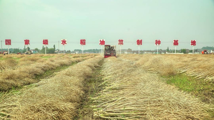 四川德阳罗江区制种油菜产量再创新高