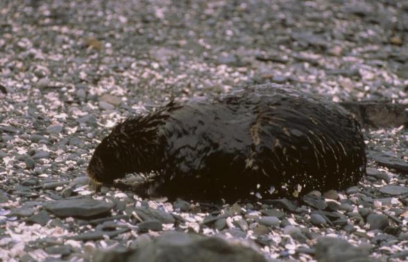 为了治理这种污染,他们往海里抛了几十万吨头发,胸毛,狗毛