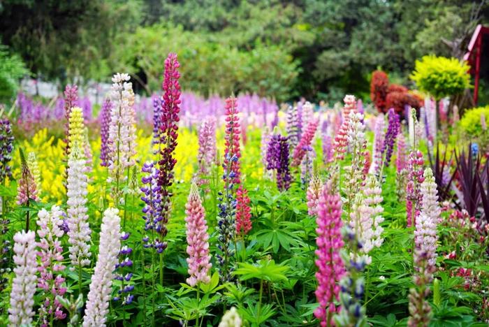 羽扇豆俗称鲁冰花,拥有特别的植株形态和丰富的花序颜色,丰富了公园内