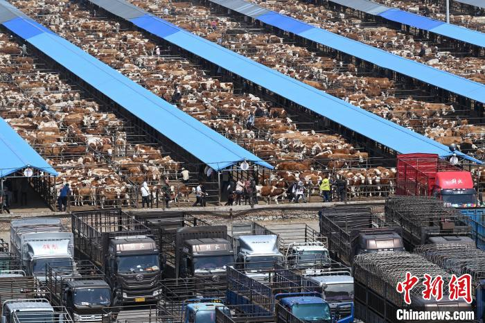 在内蒙古通辽 见证牛市的繁忙景象