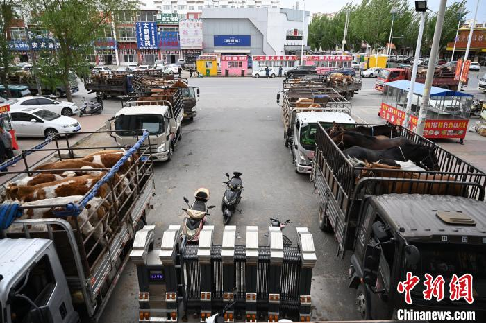 在内蒙古通辽 见证牛市的繁忙景象