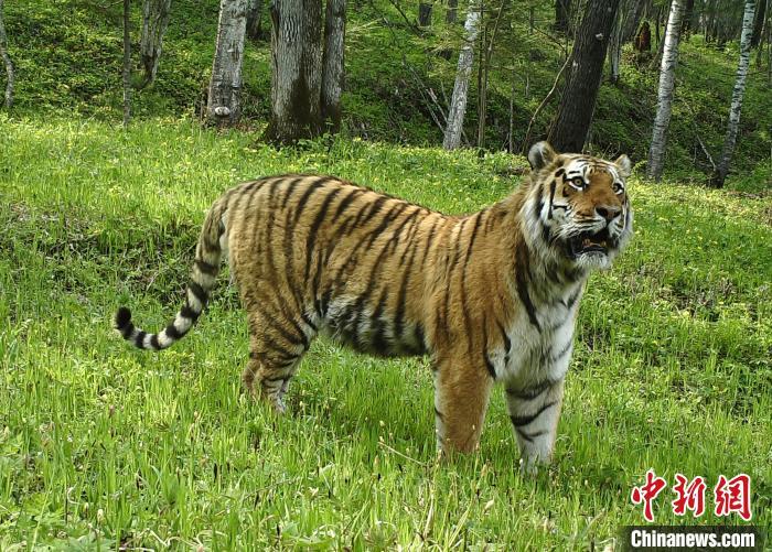 中国野生东北虎数量图片