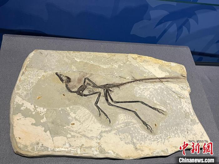 "赫氏近鸟龙"等40余件国家重点保护化石在沈阳展出