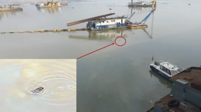  On March 24, the inspection team found that an oil leakage accident occurred on illegal dredging vessels, and a small finless porpoise was trapped in an oil contaminated area (source: "Ministry of Ecological Environment" WeChat official account)