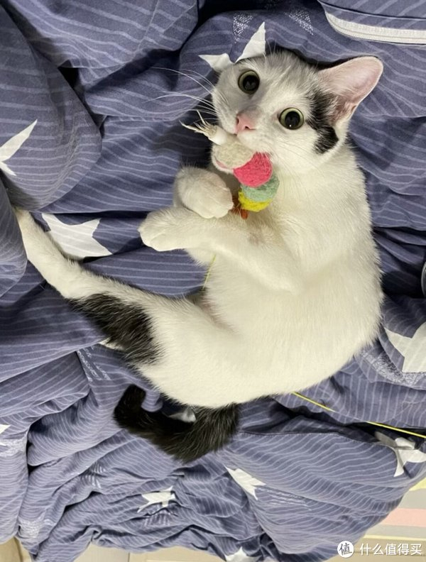 猫猫握爪-猫猫零食大盘点