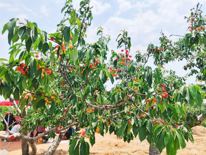 推动优质鲜果"出圈"!临沂商管集团直播带货走进厉家寨樱桃节