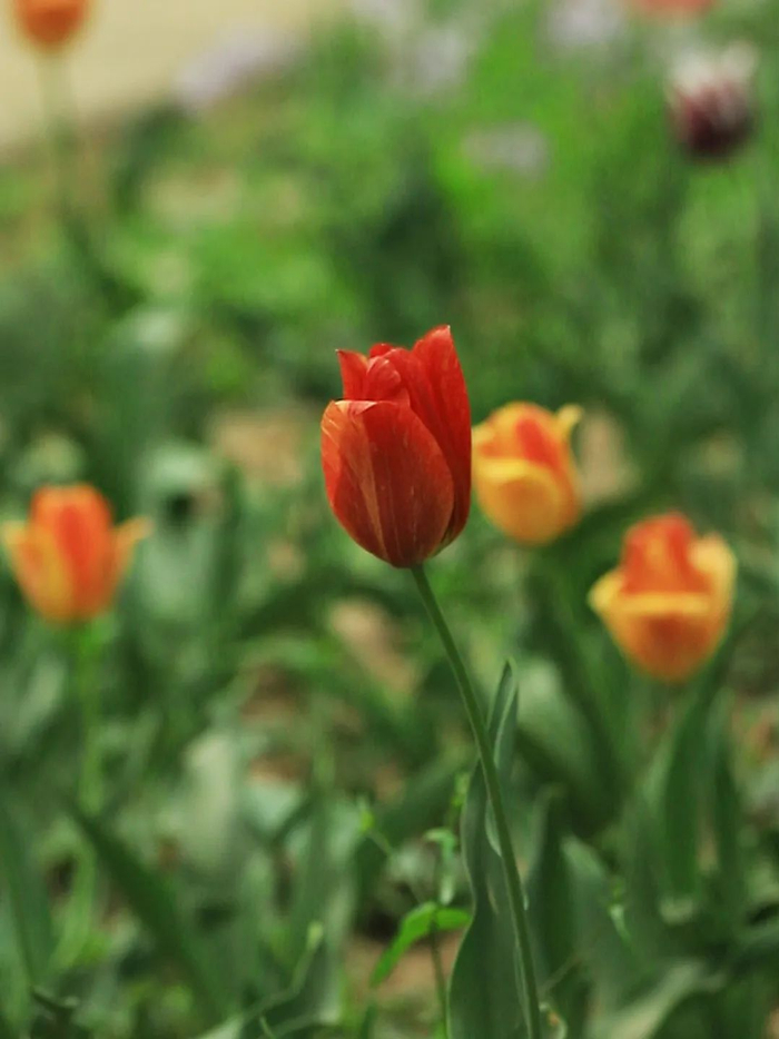 花未全开月未圆,人生最好是小满__财经头条