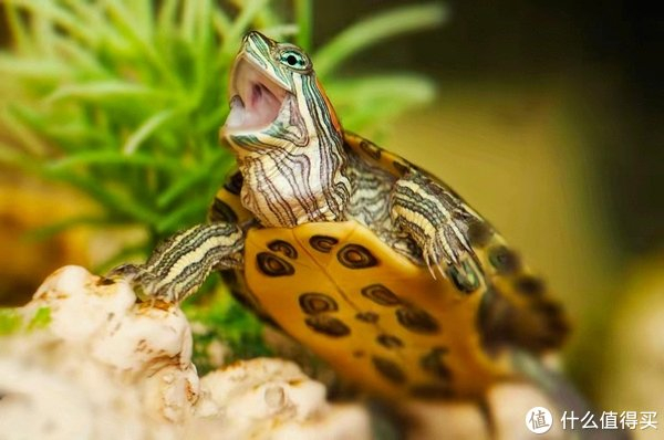 新手养龟最重要的是什么?品质!你别输在起跑线上