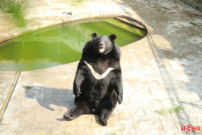 ▲如今的“耐克熊”