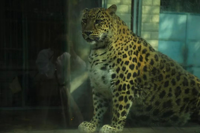 网红"豹警官"减肥失败,该不该继续帮它瘦身?| 新京报专栏