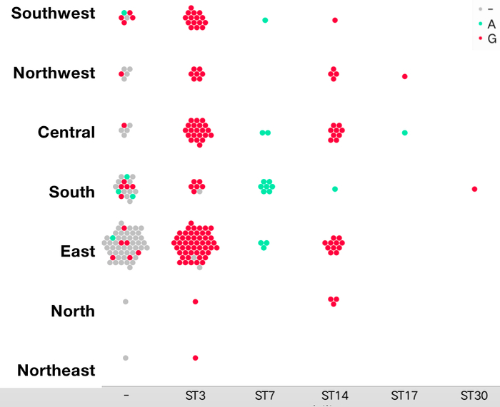 图3 23SrRNA A2063G突变在不同ST型和区域的肺炎支原体中的分布