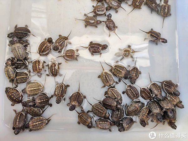 新手养龟最重要的是什么?品质!你别输在起跑线上