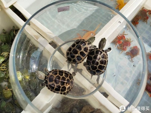 新手养龟最重要的是什么?品质!你别输在起跑线上