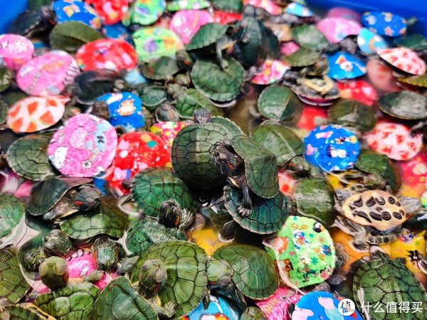 新手养龟最重要的是什么?品质!你别输在起跑线上