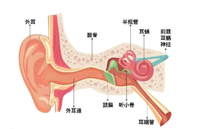 情侣亲吻耳朵,鼓膜竟被嘬破!