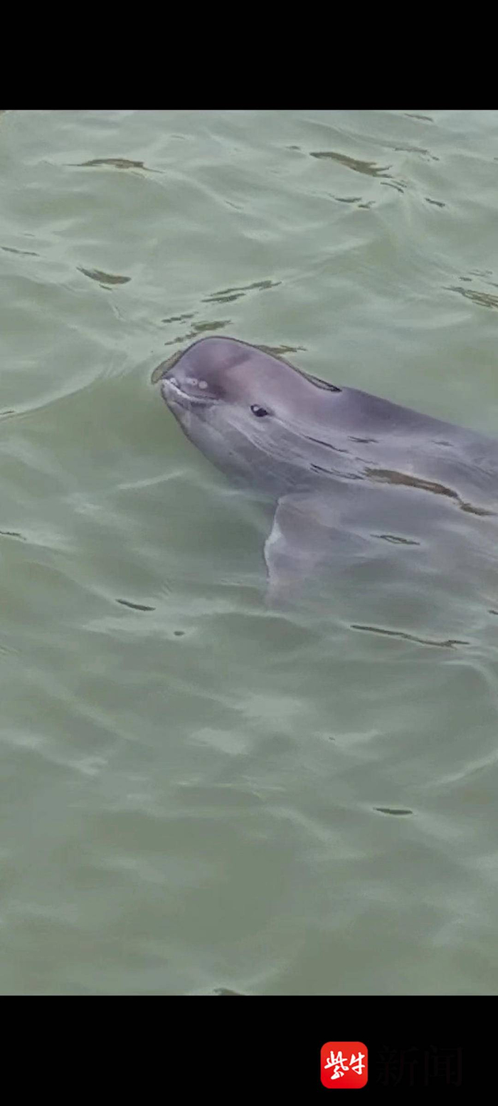 铜陵张明浩:将绿水青山留给下一代|长江|江豚|鱼_新浪新闻