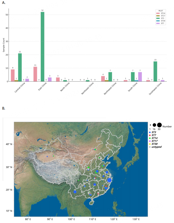 图4 A.我国不同地区肺炎支原体不同ST型的分布情况