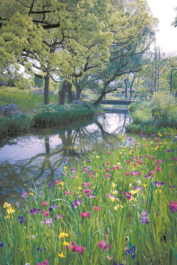 上海植物园  开启鸢尾赏花季