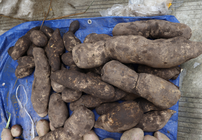 摆个摊摊,草果苗,葛根,虫草,洋丝瓜根,黄鳝……铺在地上任意挑选.