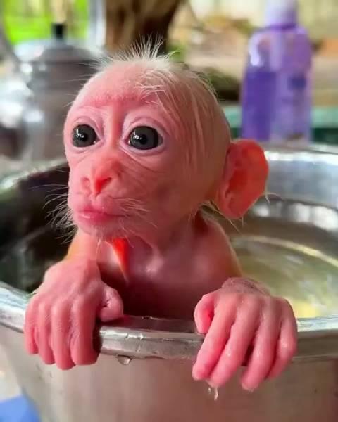 可爱的小猴子🐒,洗澡很舒服 就是有点变秃了