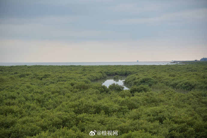 奔赴北海fun享浪漫 北海第一站:金海湾红树林