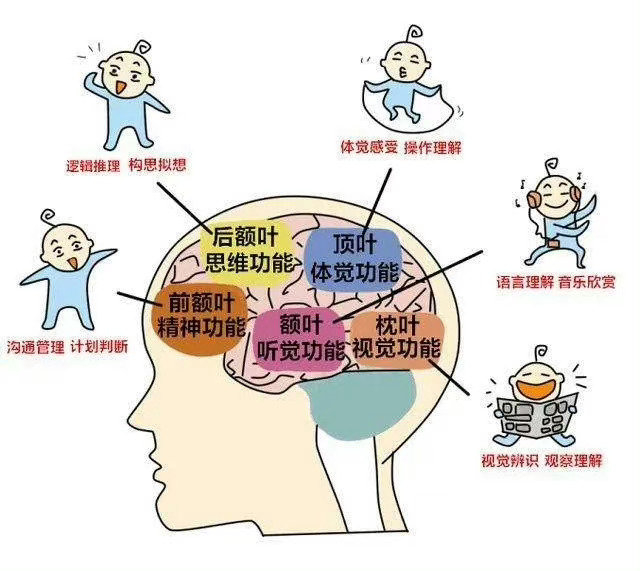 大脑_新浪新闻