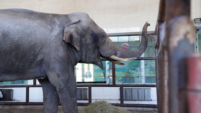 5月20日,来自重庆市动物园的公象希希在象馆笼舍适应新环境