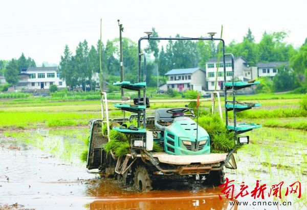 无人驾驶插秧机1天可栽50亩