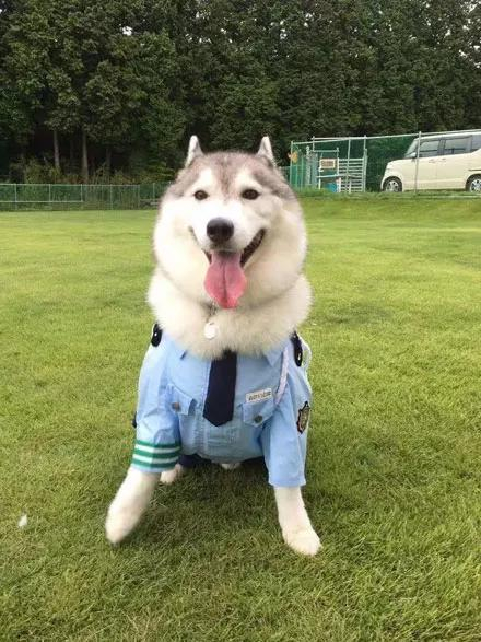 又有三只当上警犬的哈士奇,这颜值简直逆天了.